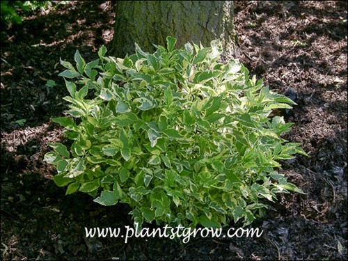 A small plant that was growing in a lot of shade.